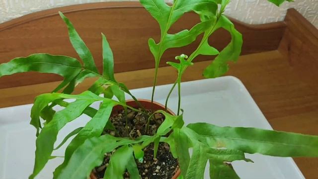 Обзор папоротников, часть моих папоротников. смотреть онлайн