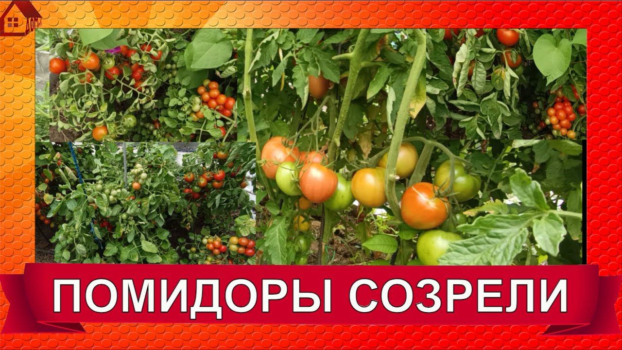 А пошли-ка в САД! Как Вам мои помидорки? /walk garden overview смотреть онлайн