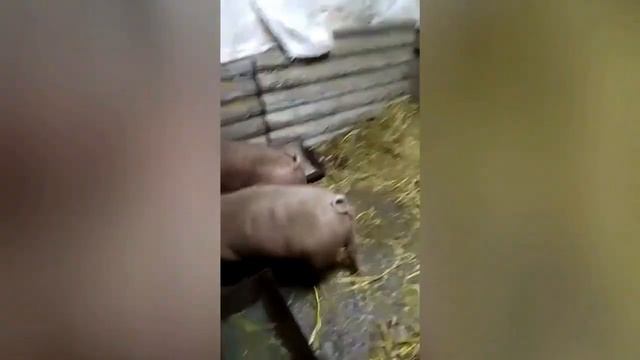 Порода Дюрок и 3х породка белых смотреть онлайн