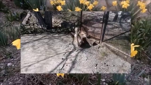 Весна, дача и собаки