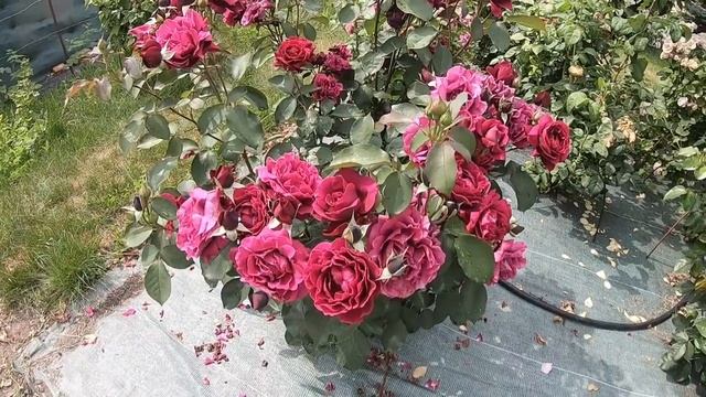 Японка Одиссея (Odisseia) смотреть онлайн