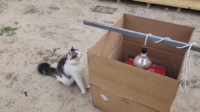 СКОЛЬКО стоят породистые ЦЫПЛЯТА смотреть онлайн