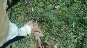 Самая простая и надежная привязь коровы на лугу