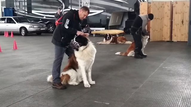 Подготовка ОКД, Алтай и Марфа, намордник. смотреть онлайн