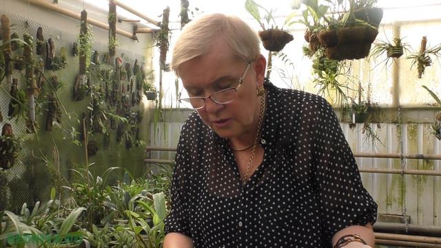 Эпидендрум (Epidendrum). смотреть онлайн