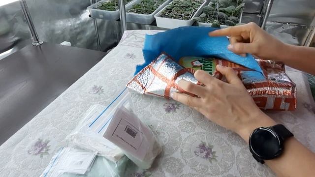 Покупки для фиалок из магазина "Растишка ТЛТ" Фиалки от листочка до цветочка.Пн.47 смотреть онлайн