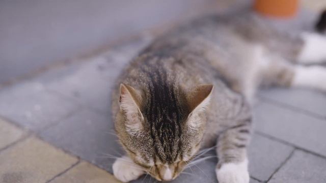 Калининград и Куршская коса. Особое место смотреть онлайн