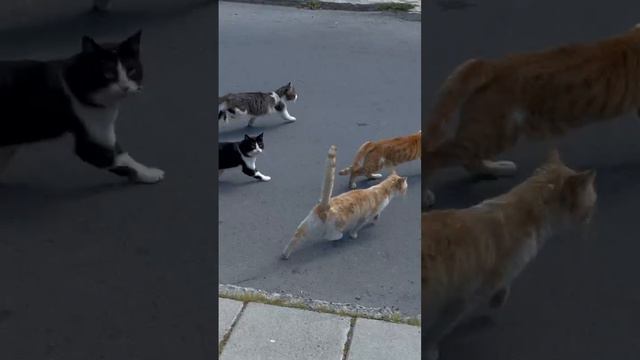 Табунчик котиков, животные, Кипр, Ларнака