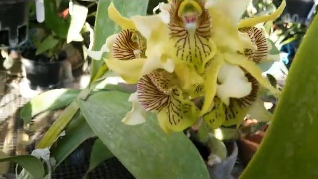 Latouria Dendrobium - Dedrobium macrophyllum смотреть онлайн