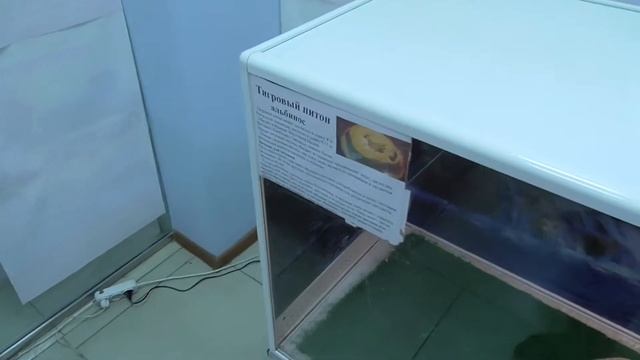 Тигровый питон альбинос в неволе [Python molurus] смотреть онлайн