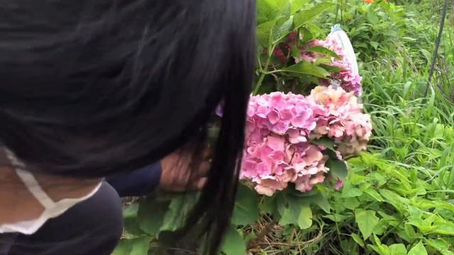 ตัดแต่งต้นไฮเดรนเยีย смотреть онлайн