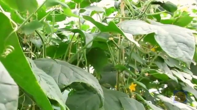 ПОДЛЕЙТЕ ПОД ОГУРЧИКИ,ЧТОБЫ КУСТ ПОПЕР!И ЗАСЫПАЛ УРОЖАЕМ ХРУСТЯЩИХ... ЖЕЛТЕТЬ НЕ БУДУТ ДО ОСЕНИ. смотреть онлайн