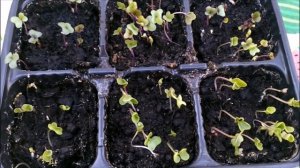 ВЫРАЩИВАНИЕ РАССАДЫ ЦВЕТНОЙ КАПУСТЫ..ПРОЩЕ НЕ БЫВАЕТ