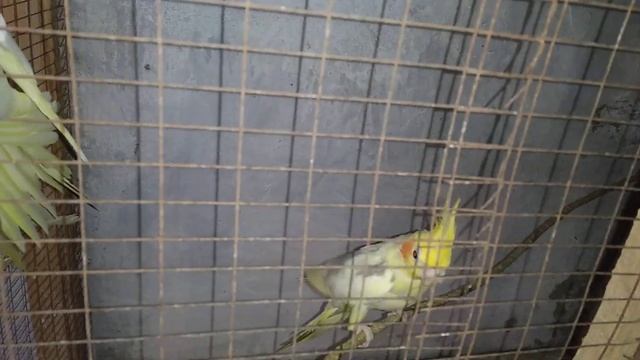 И такое бывает у корелл. смотреть онлайн