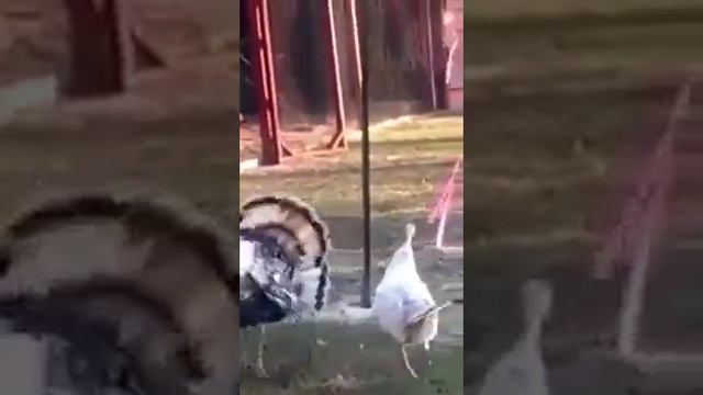 Индюк упал!!!!!! смотреть онлайн