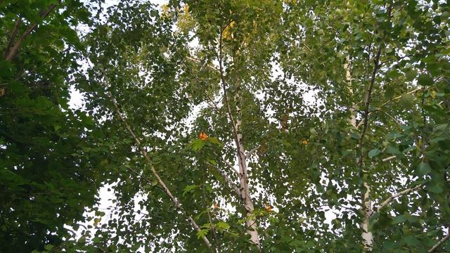 26 августа. МАКСИМОВ ДЕНЬ. Мою боль заберите. Ритуал от любви к чужому мужу смотреть онлайн