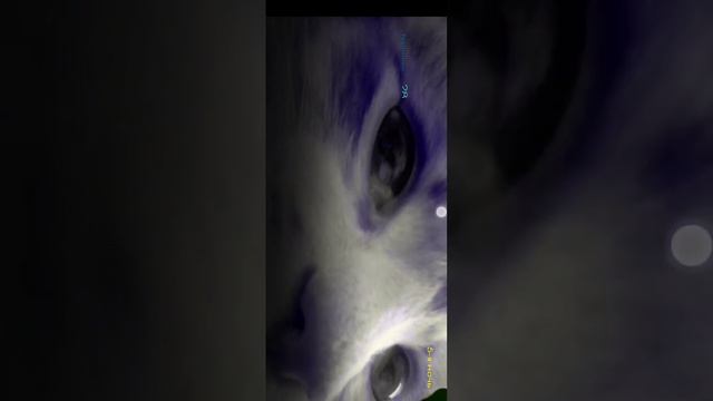 Ребята сегодня мы будем играть в пять ночей с Барсиком😌😌 смотреть онлайн