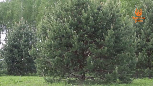 Деревня Желтухино - обзор деревни от компании «Удачные земли» смотреть онлайн