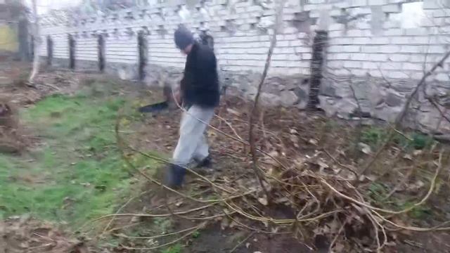 Зачем сажать сосны на своем участке. День прожили не зря! смотреть онлайн