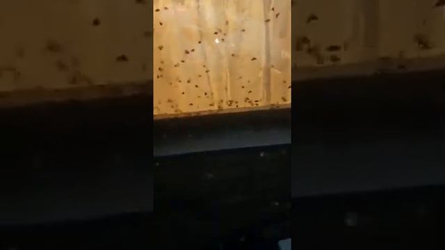 20210817 - Нашествие мотыльков смотреть онлайн