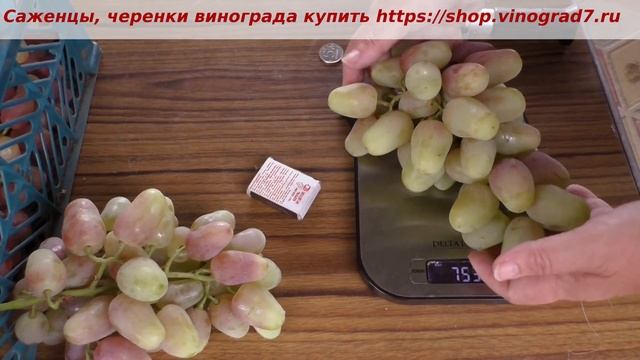 Виноград Князь Воронцов готов был 6 августа 2023 года, нбрал сахар и приличный размер, не окрасился смотреть онлайн