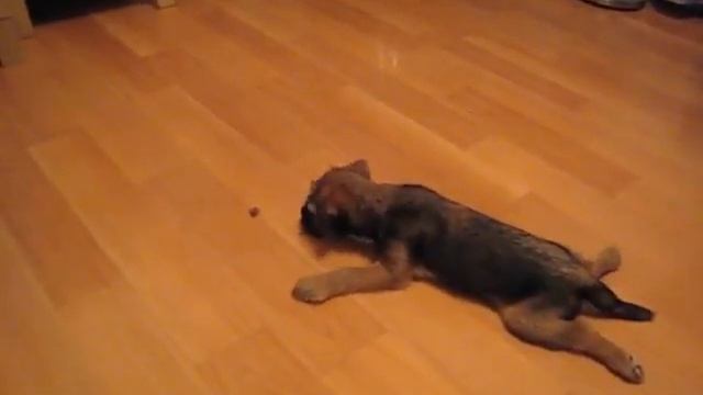 Убийца майских жуков смотреть онлайн