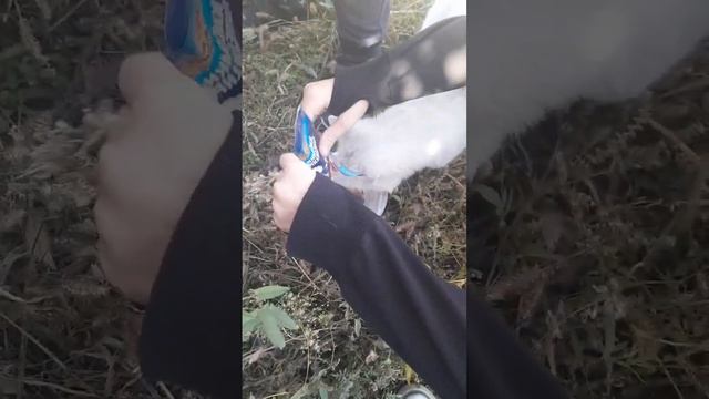 Короче говоря, накормили бездомного Кота! | Лёха, Макс, Матвей и Ярик смотреть онлайн