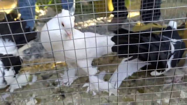 АСАКА KABUTAR БОЗОРИ ГОЛУБЬ РЫНОК