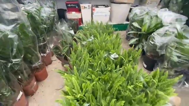 Новые поступления растений в садовом центре Сочи смотреть онлайн