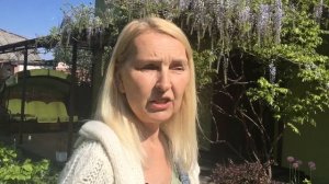 Глициния. В саду Адель.