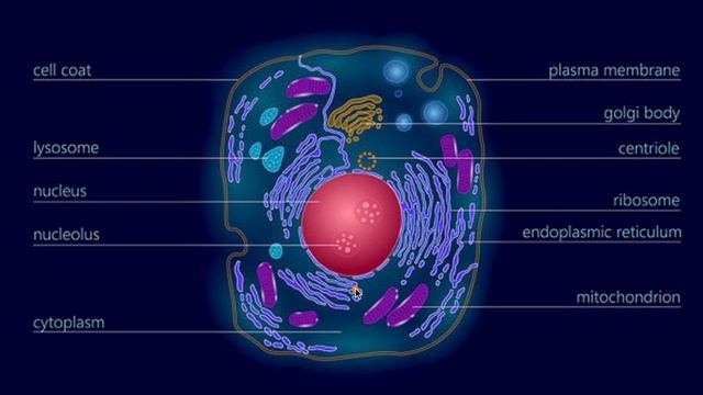 Расшифровка карты бацзы для новичков с поддержкой искусственного интеллекта. ШАГ 5 - ЗДОРОВЬЕ смотреть онлайн