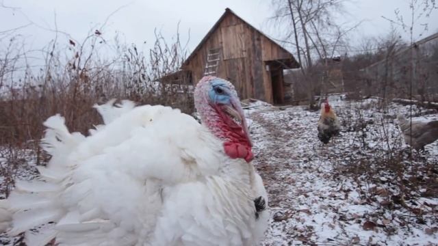 Сельхозитоги 2018. смотреть онлайн
