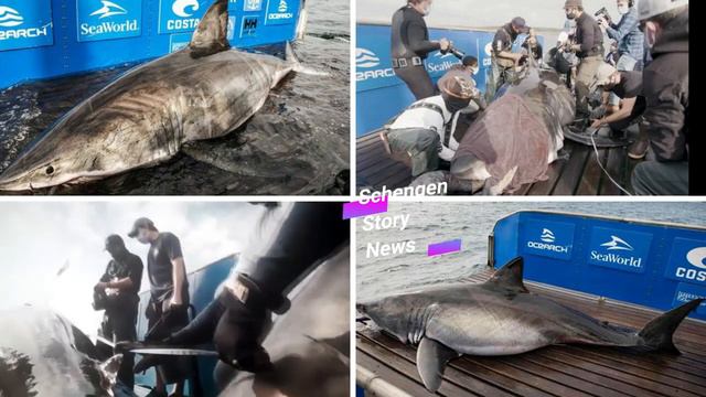 Королева океана самая большая белая акула весом более 1500 кг смотреть онлайн