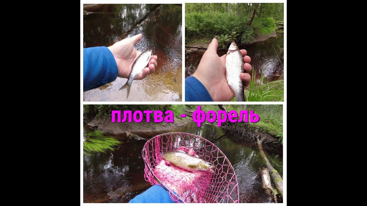 #484 #Мормышинг | Микроречка | Плотва-форель | смотреть онлайн