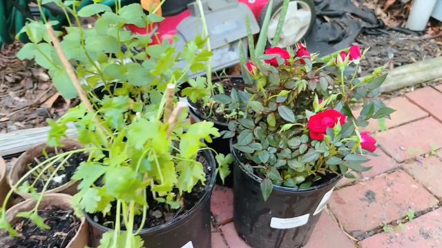 USA VLOG | BERKEBUN DI LAHAN MINIMALIS | MENYAMBUT PERGANTIAN MUSIM DI AMERIKA смотреть онлайн