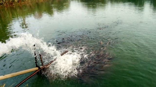 Amazing fish farming смотреть онлайн