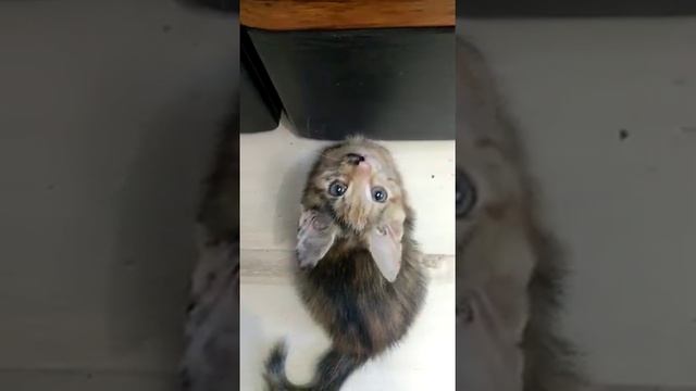 Котята 3 месяца смотреть онлайн