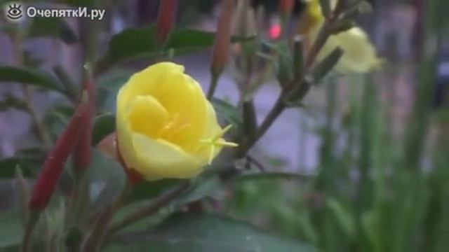 Цветок распускается за 40 секунд