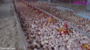 Пастбищное Содержание Кур Несушек. Выращивание Бройлеров и Цыплят. Особенности и Уход