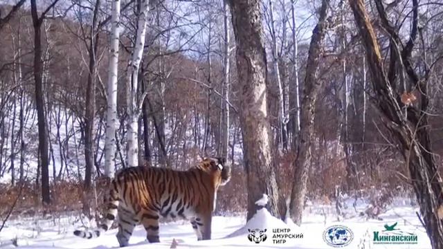 В Амурскую область мог прийти еще один тигр из ЕАО смотреть онлайн