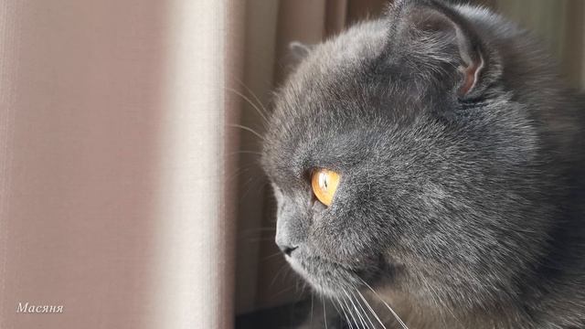 Кошачие мечты. смотреть онлайн