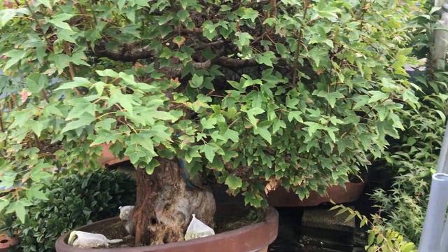 【100cm巨大楓盆栽のせどり】秘訣！！小さく仕立てるには今追い込み剪定・大量に真柏盆栽を仕入れコンパクトな盆栽へ・やじま園＠盆栽タネ【Bonsai】【園芸】【ガーデン】【gadening】【学ぶ】 смотреть онлайн