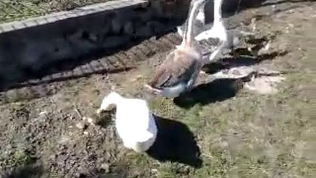 Гусенок помесный - маленький но удаленький - для видео конкурса смотреть онлайн