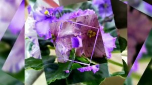 70 ФОТО ФИАЛОК С НАЗВАНИЯМИ СОРТОВ.