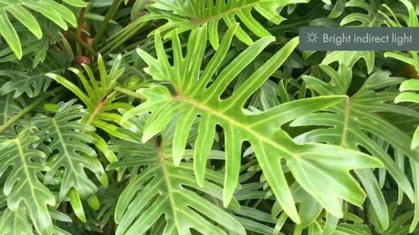 The perfect tropical plant for indoor OR outdoor! It's Philodendron Xanadu
