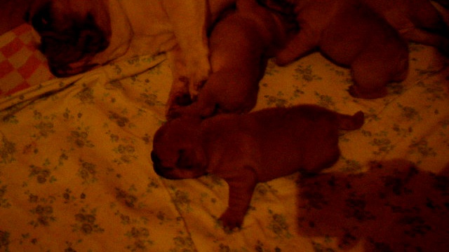 Элитные французы международного уровня