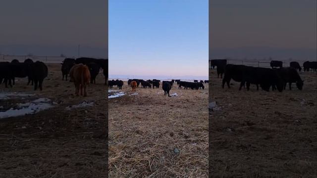 Разведение ангусов в Казахстане, Алматинская область. смотреть онлайн