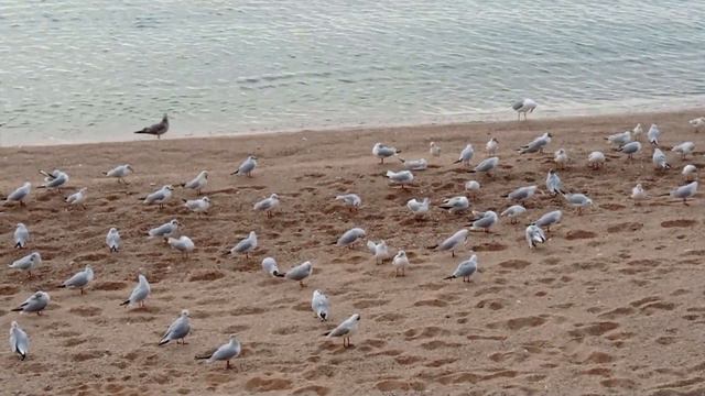 Испания О злобной медсестре из США и забастовках смотреть онлайн