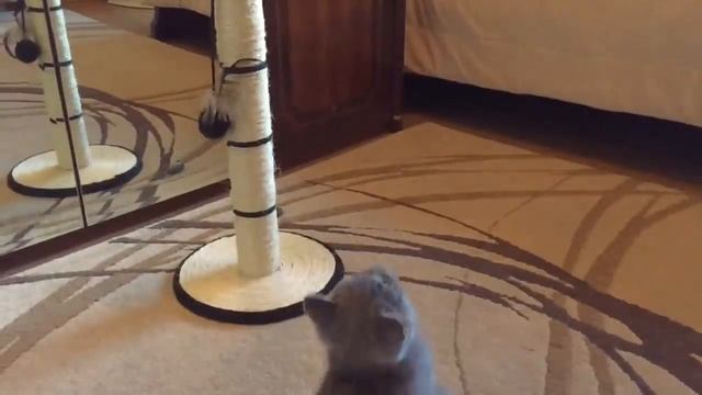 БРИТАНСКИЙ КОТЕНОК 4 месяца. ПОВЕДЕНИЕ британского котенка - как это было / British cat HARRY смотреть онлайн