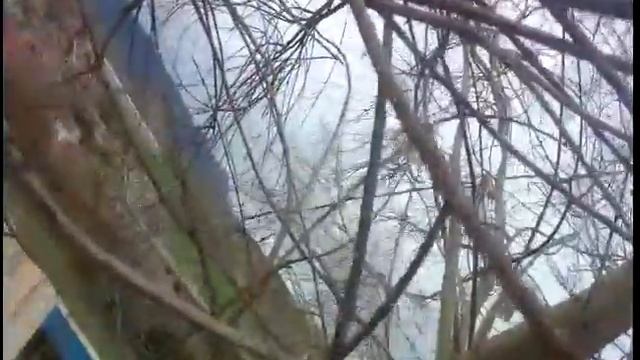 Casverde Poda en Altura de Salix babylonica o Sauce llorón смотреть онлайн